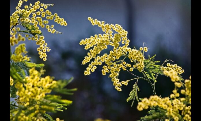 festa della donna 8 marzo 2024 a Roma gli eventi per la Festa della donna