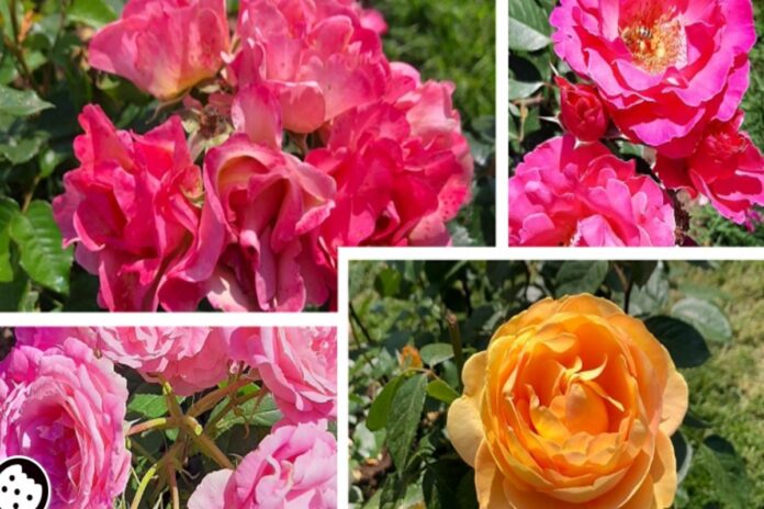 roseto comunale a roma Roseto comunale a Roma